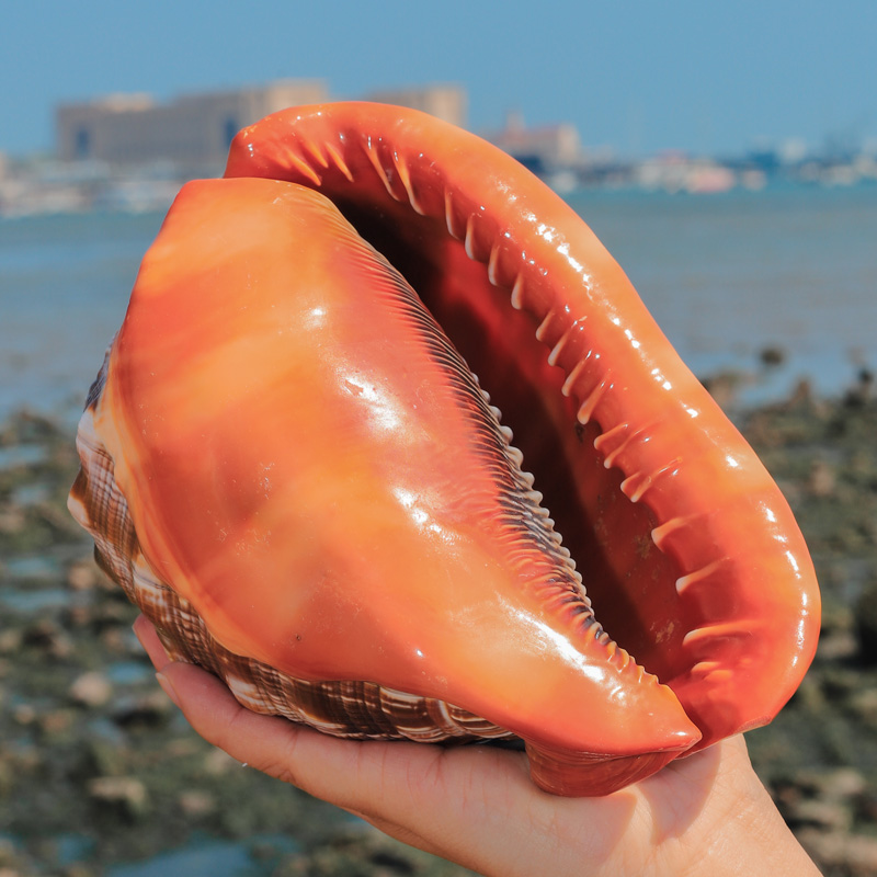 Aquarium Planting Ideas - 12-17CM Natural Orange Sea Shells Snail