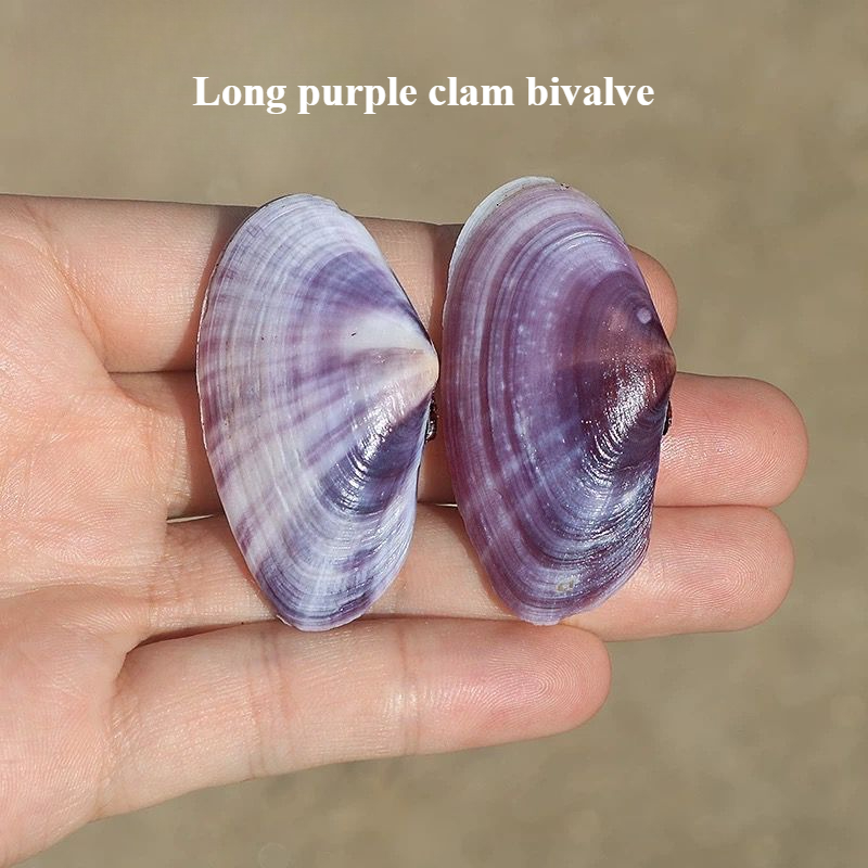 Aquarium Planting Ideas - Long Purple Clam Natural Conch Purple