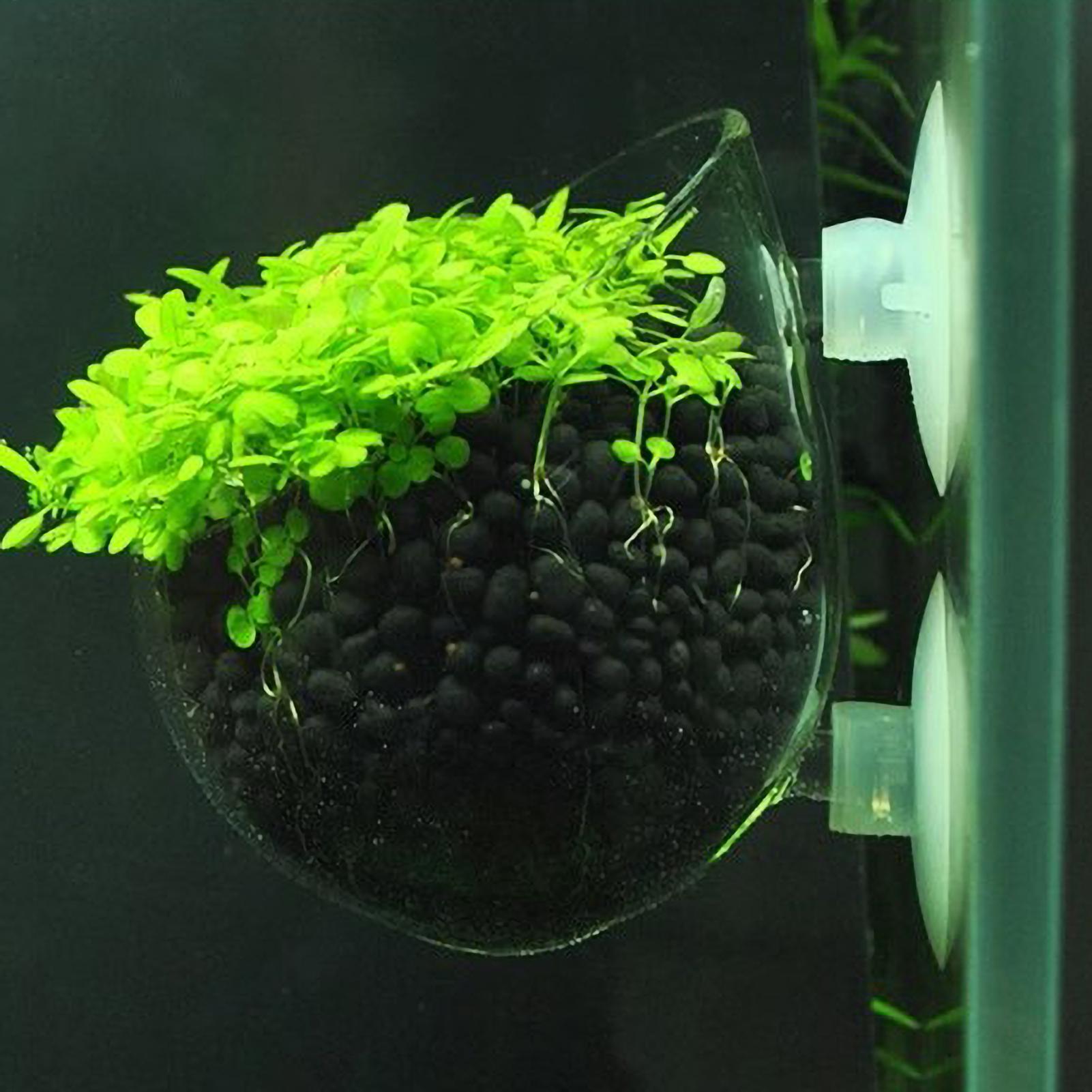Aquarium Plant Holder Glass Aq - Aquarium Plant Live 评论和价格