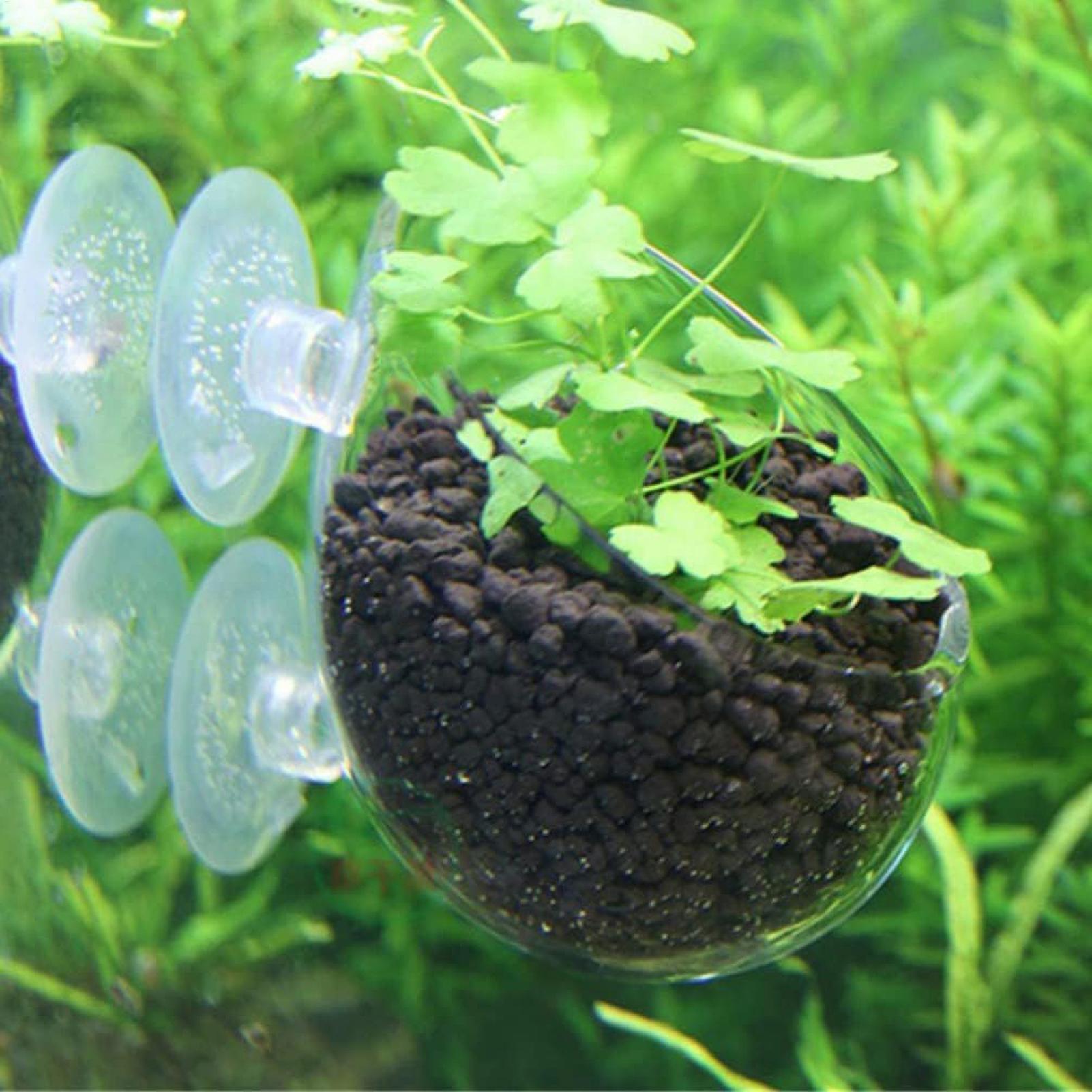 Aquarium Plant Holder Glass Aq - Aquarium Plant Live 评论和价格