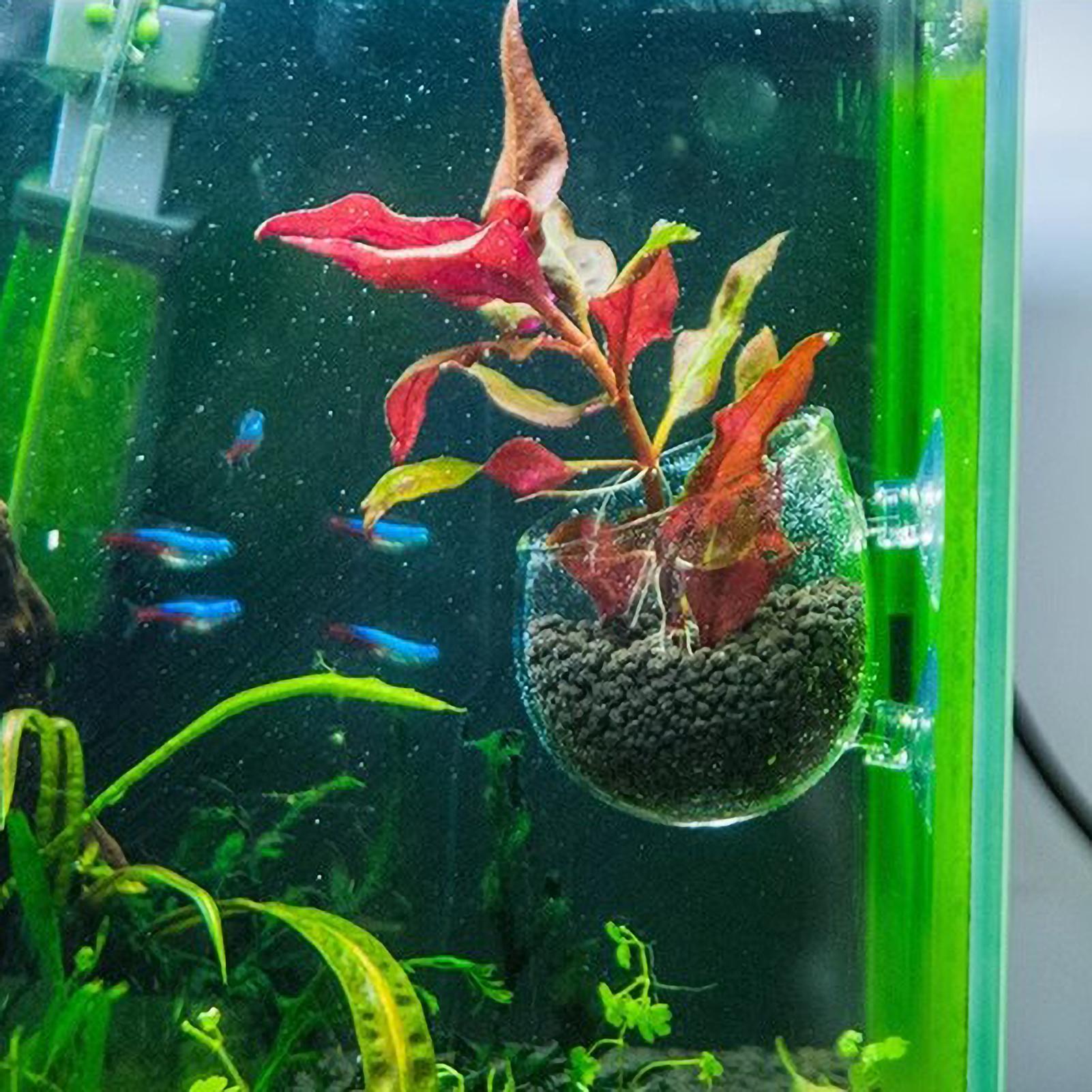 Aquarium Plant Holder Glass Aq - Aquarium Plant Live 评论和价格
