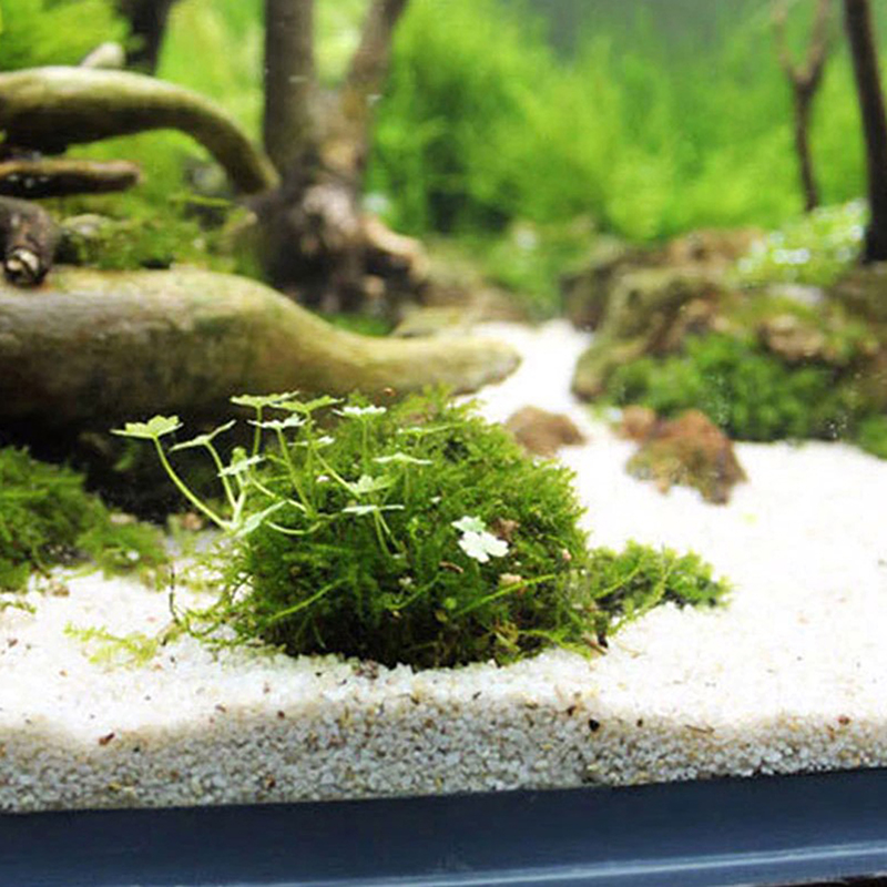 1pc Aquatic Pet Supplies Decor - Planted Aquarium Models 评论和价格