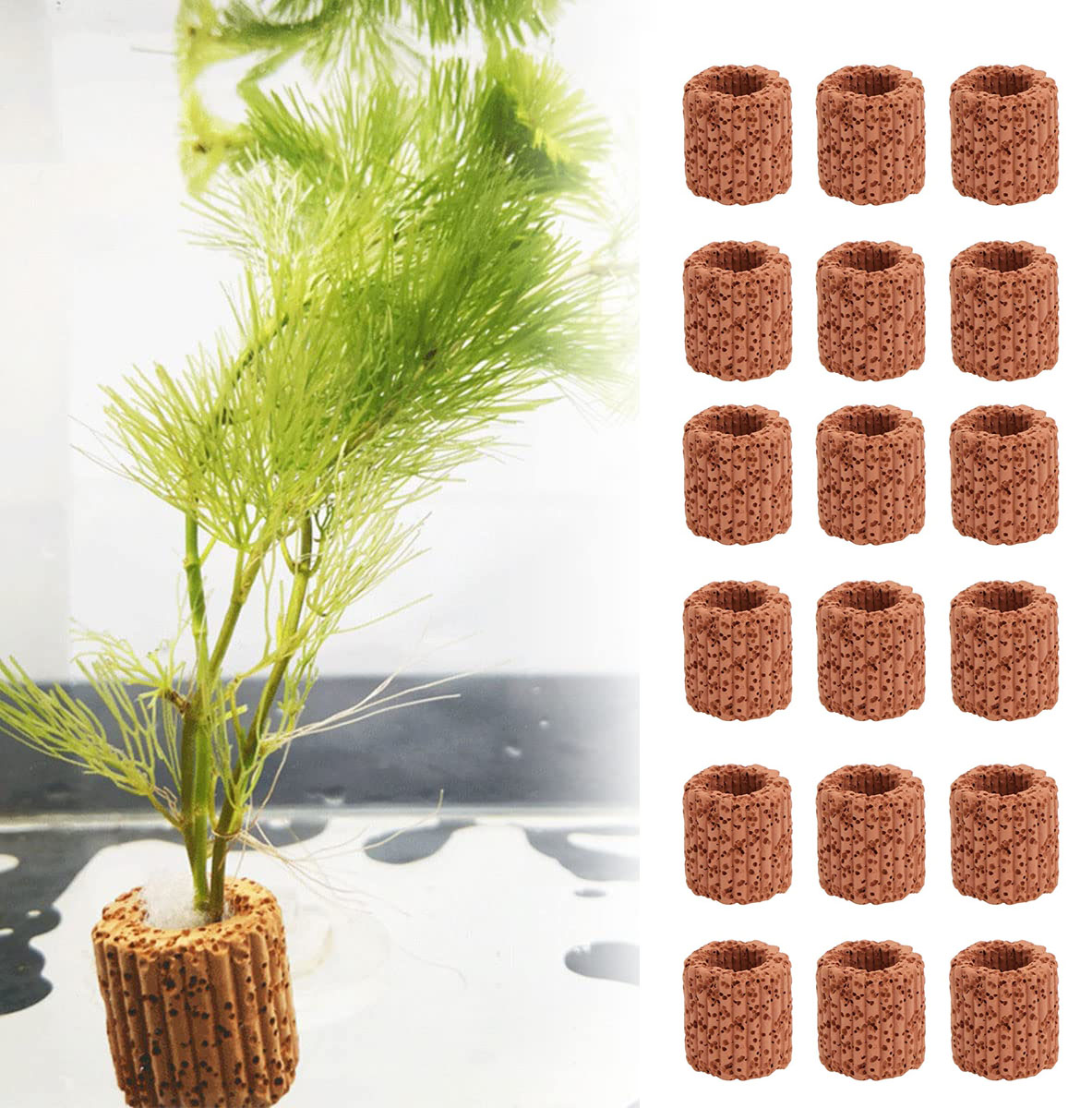10/20Pcs Aquatic Water Plant F - Aquarium Plant Live 评论和价格