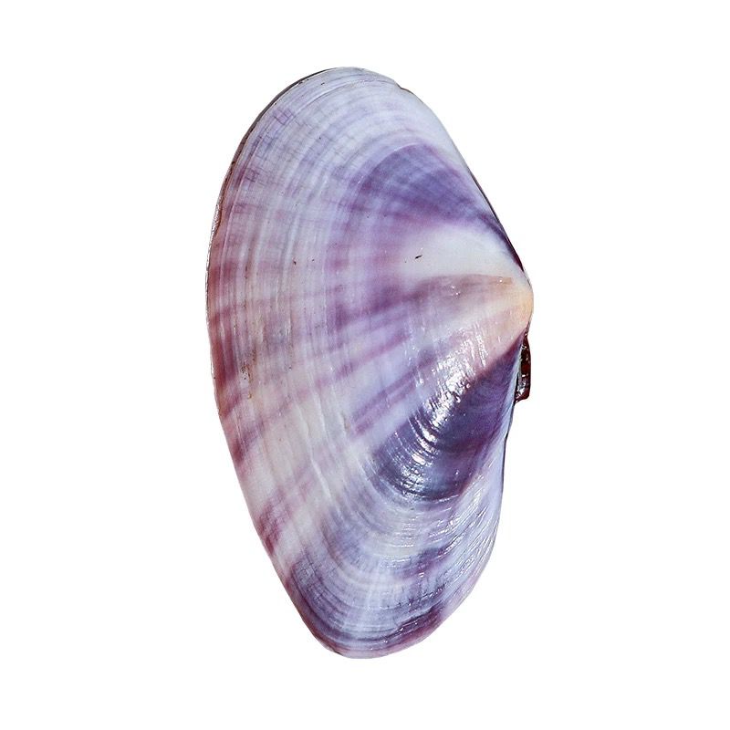 Long Purple Clam Natural Conch - Aquarium Planting Ideas 评论和价格