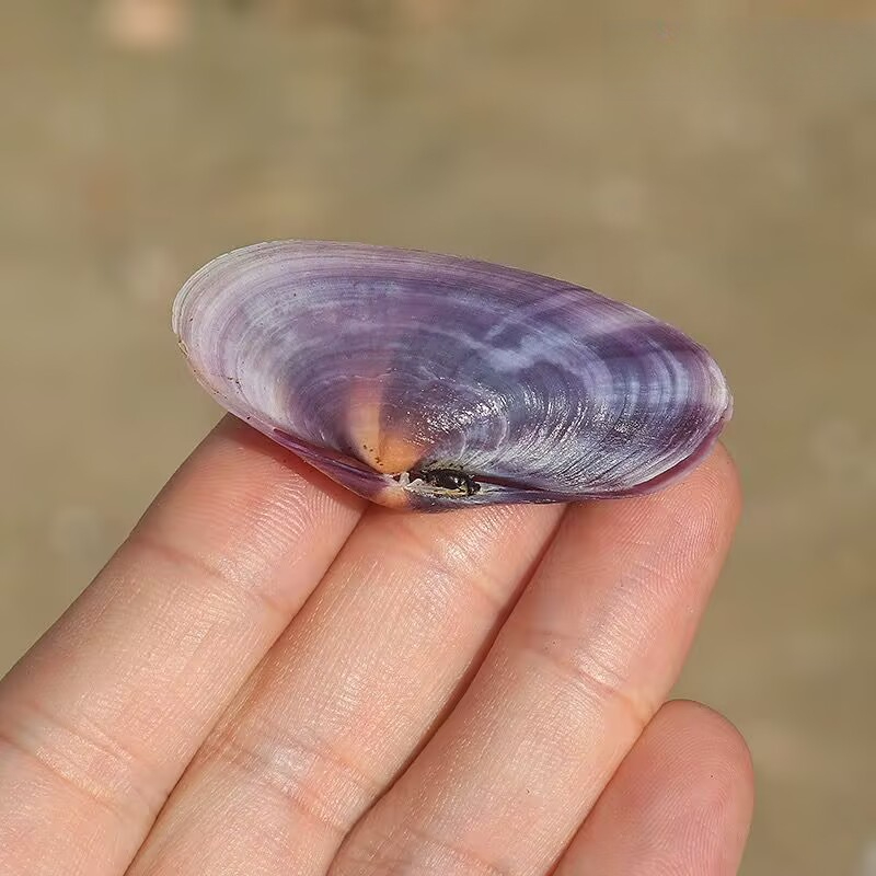 Long Purple Clam Natural Conch - Aquarium Planting Ideas 评论和价格