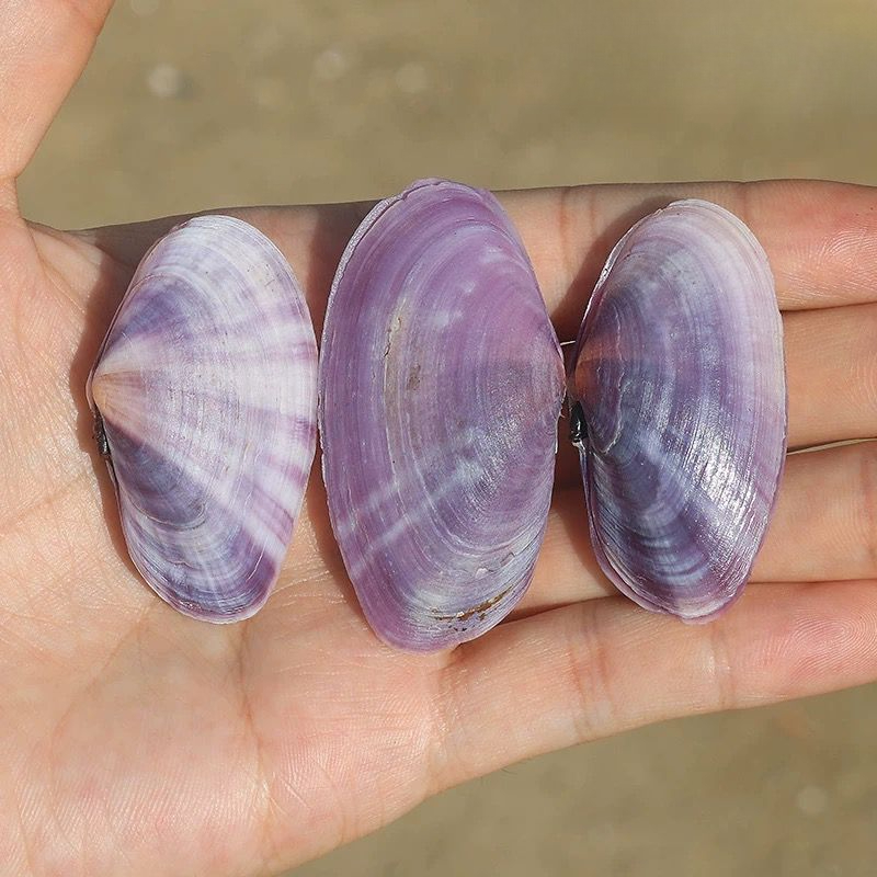 Long Purple Clam Natural Conch - Aquarium Planting Ideas 评论和价格