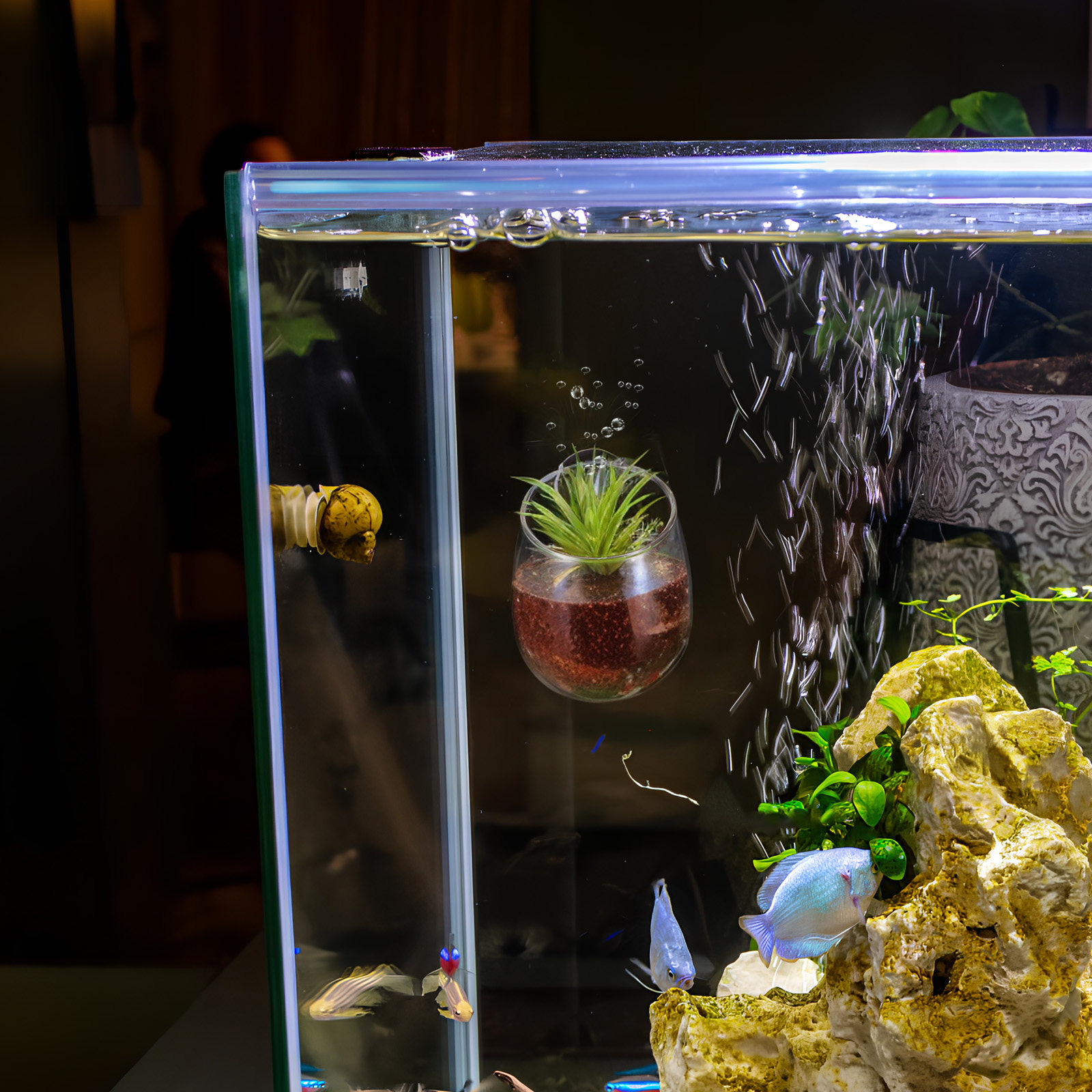 2Pcs Aquarium Planter Clear Gl - Aquarium Plant Holder 评论和价格