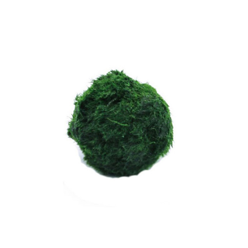Marimo Moss Balls Live Aquariu - Aquarium Plant Live 评论和价格