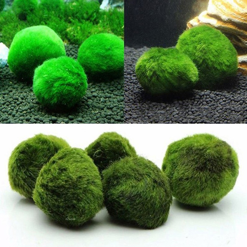 Marimo Moss Balls Live Aquariu - Aquarium Plant Live 评论和价格
