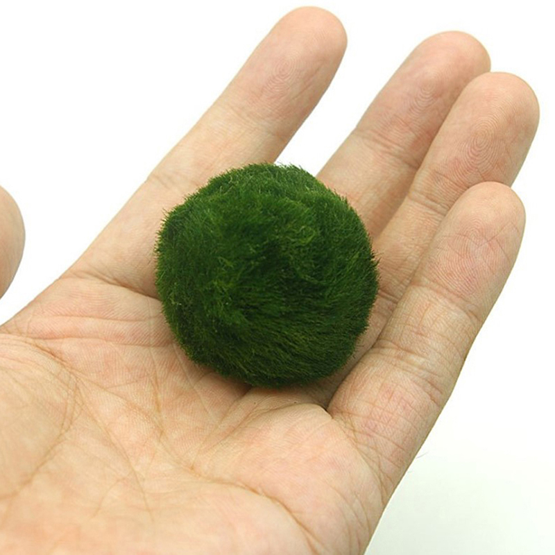 Marimo Moss Balls Live Aquariu - Aquarium Plant Live 评论和价格
