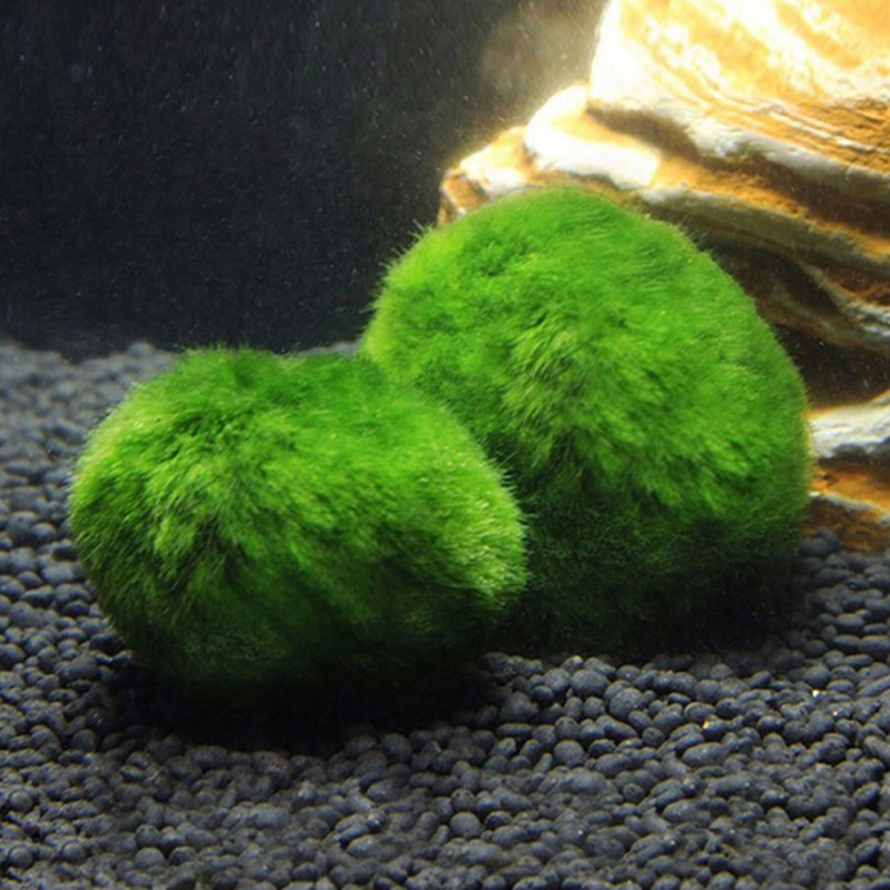 Marimo Moss Balls Live Aquariu - Aquarium Plant Live 评论和价格