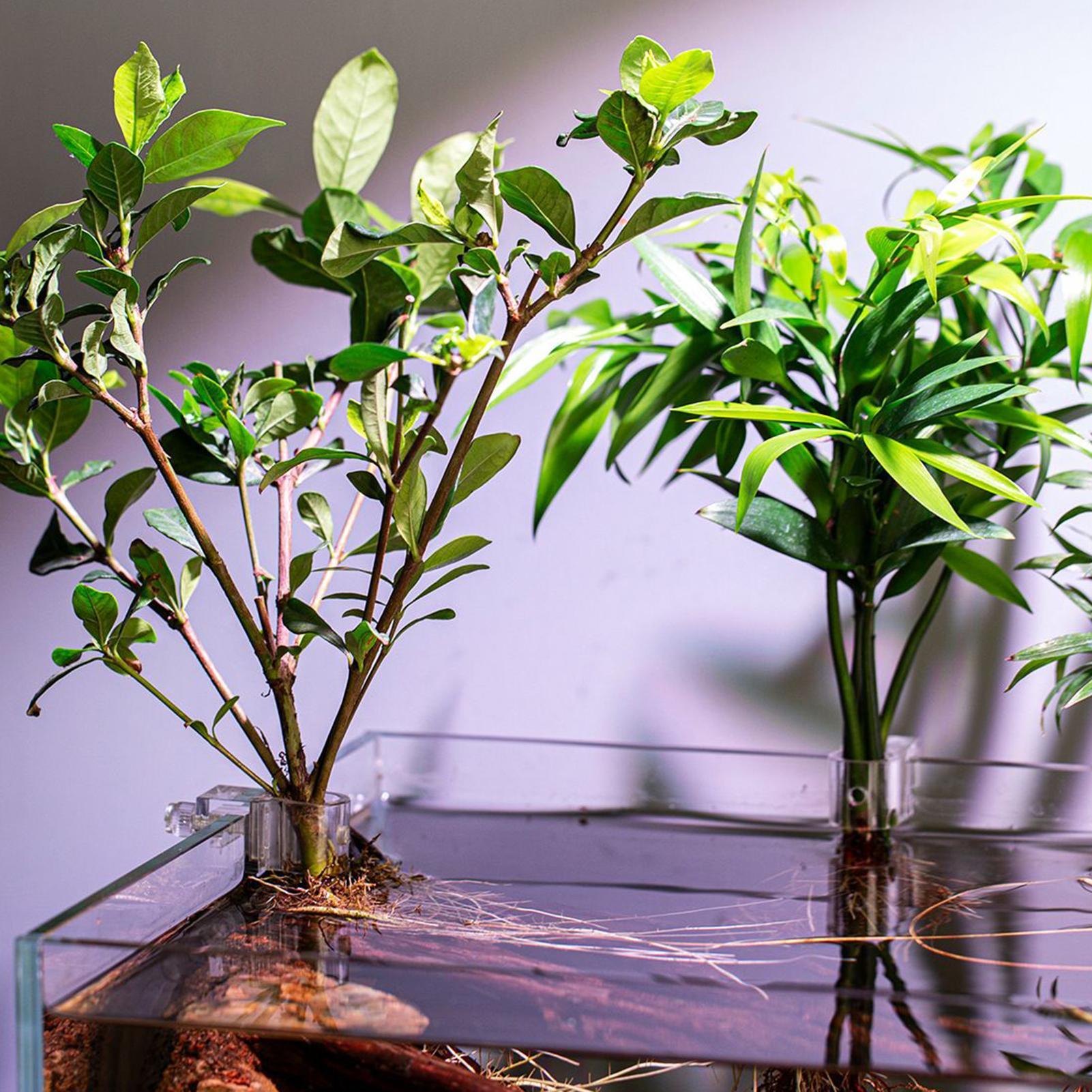 6pcs Aquarium Plant Holders Cl - Aquarium Plant Live 评论和价格