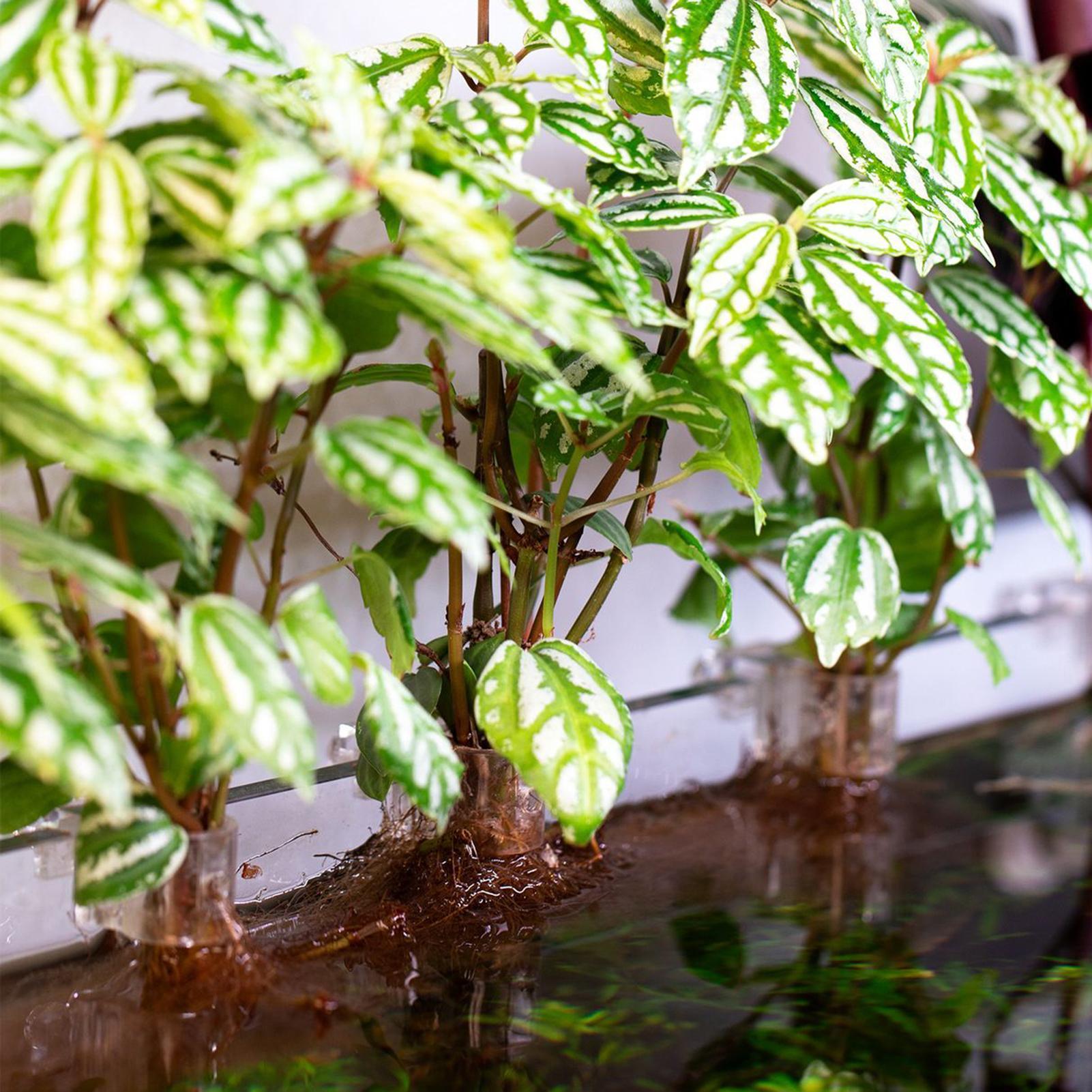6pcs Aquarium Plant Holders Cl - Aquarium Plant Live 评论和价格
