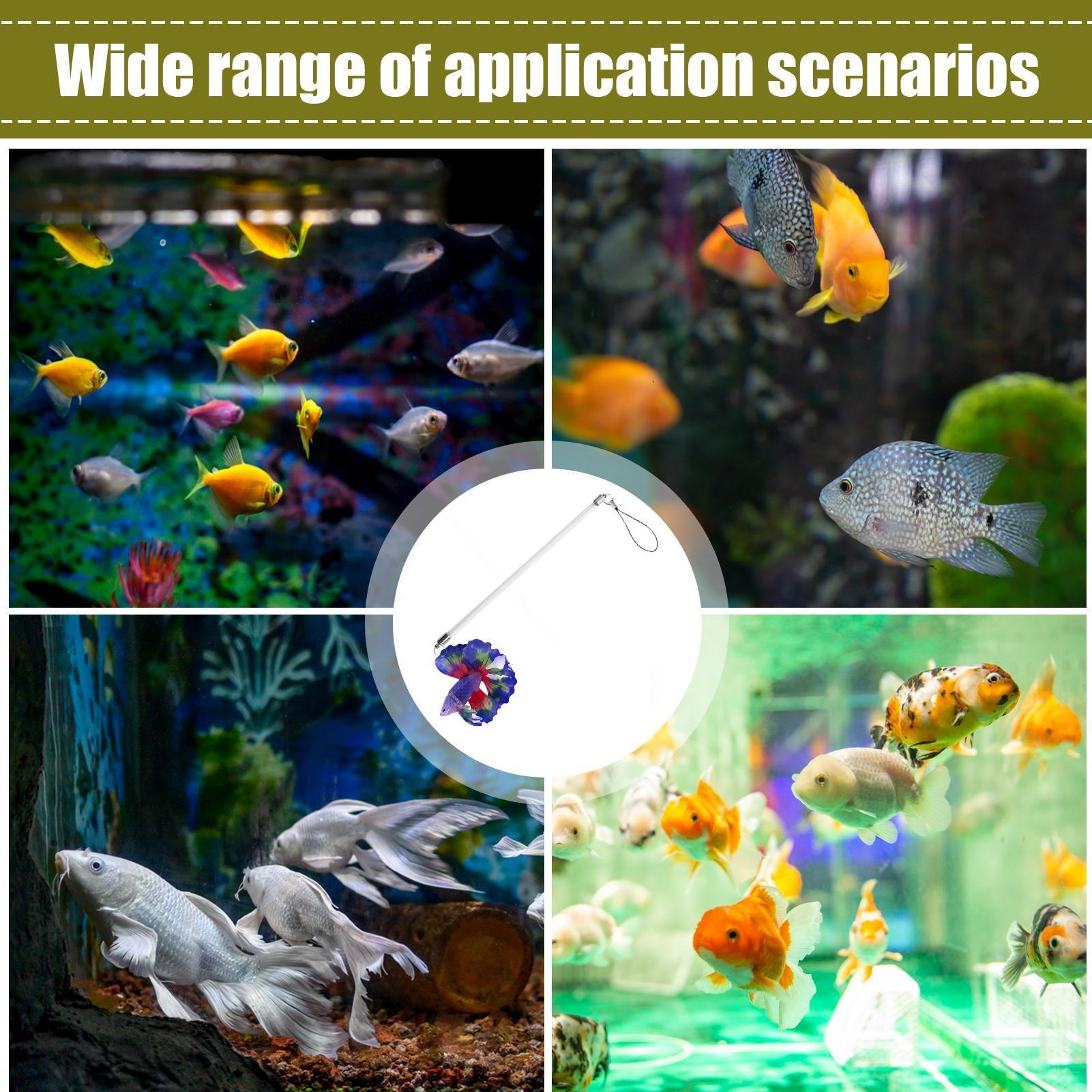 Fish Training Wand For Betta I - Planted Aquarium For Beginners 评论和价格