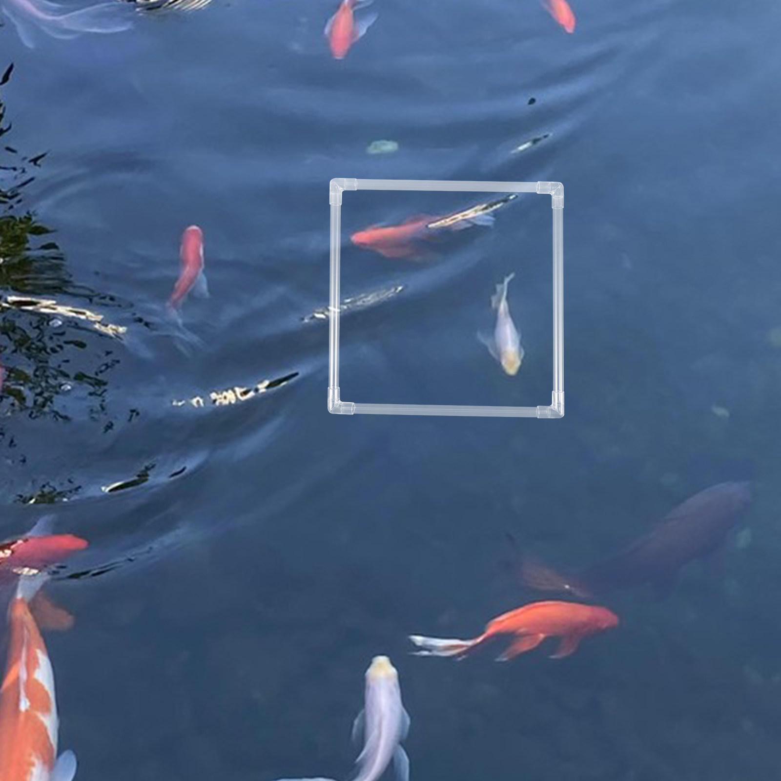1Set Aquarium Floating Plant R - Planted Aquarium Materials 评论和价格