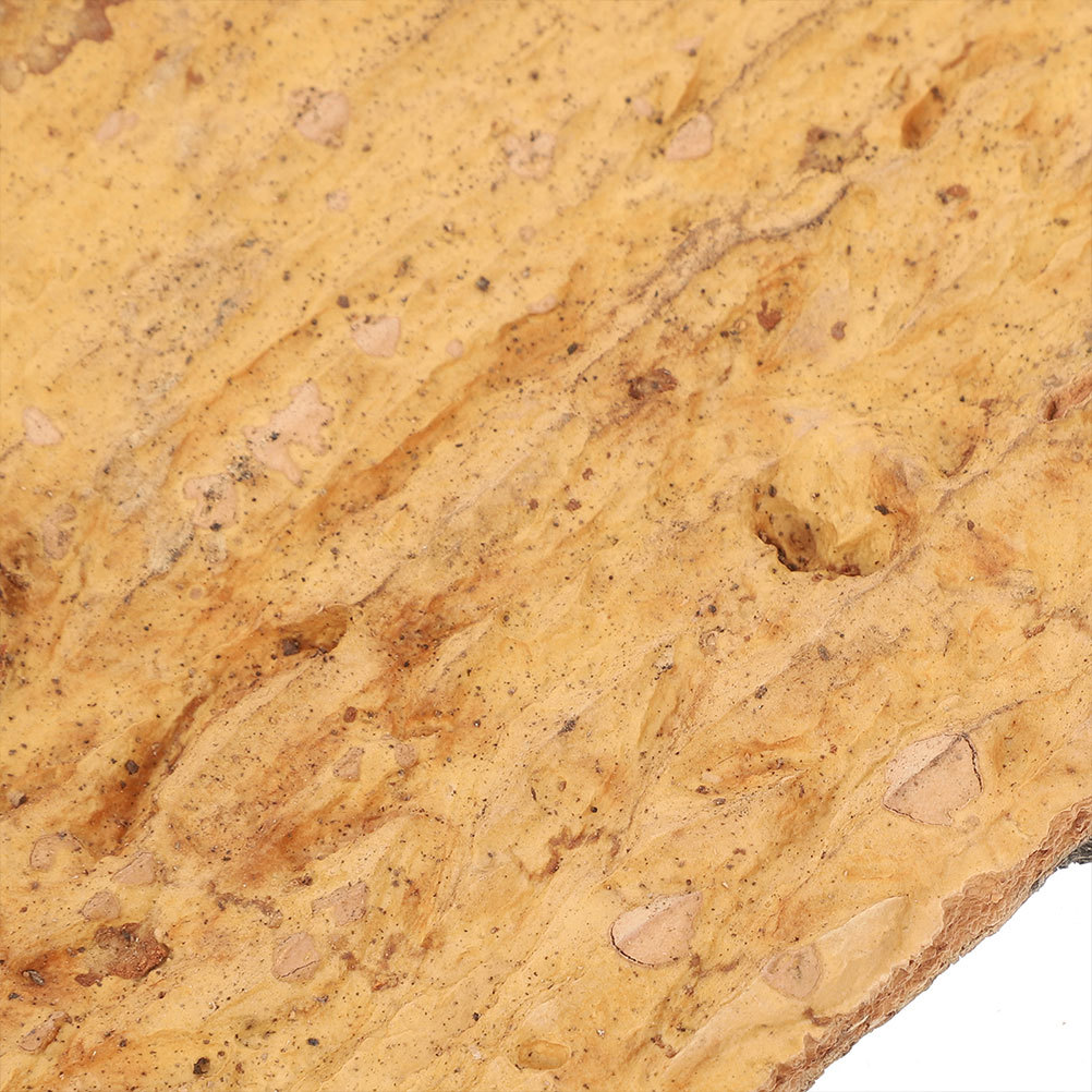 2Pcs Terrarium Cork Bark for R - Aquarium Planting Ideas 评论和价格