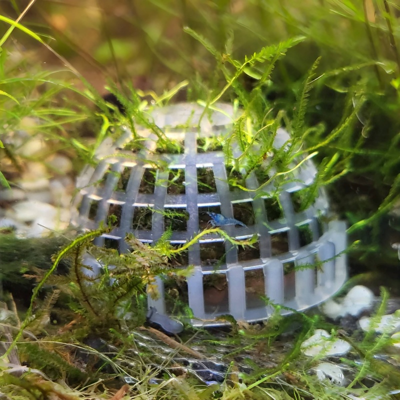 2pc Aquarium Moss Ball Holder, - Planted Aquarium Models 评论和价格