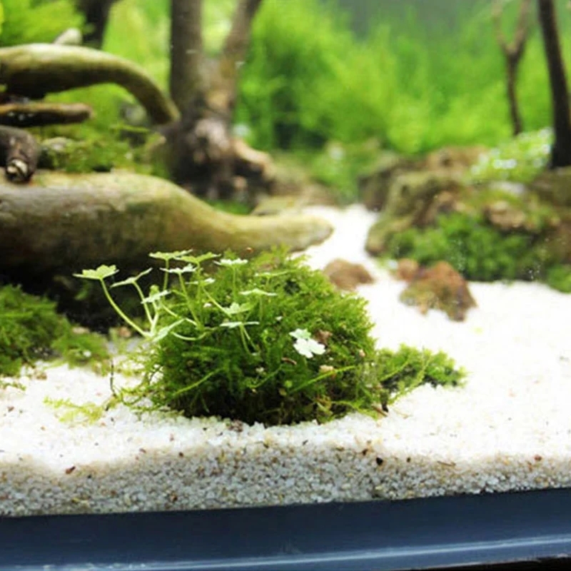 2pc Aquarium Moss Ball Holder, - Planted Aquarium Models 评论和价格