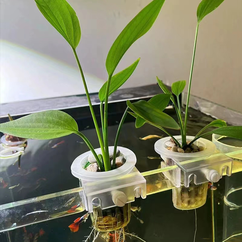 Aquarium Planting Basket Hydro - Aquarium Plant Live 评论和价格